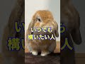 うさぎを飼うのに向いてない人5選!