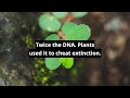 Twice the DNA. Plants used it to cheat extinction #shorts