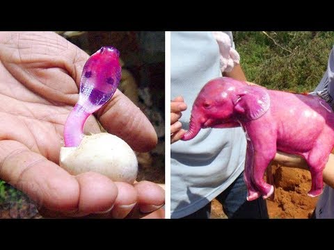 This is What Newborn Baby Animals Look Like