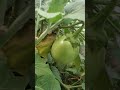 Eggplantvegetablesfarminggardeninggardenvillagenaturenatureloversphingsbyp