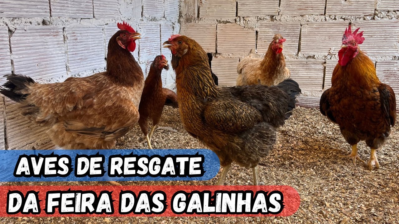 MAIOR FEIRA DAS GALINHAS DE ARAPIRACA-AL  #nordeste AVES PARA CRIAÇÃO RESGATADA DA FEIRA 27-10-2024