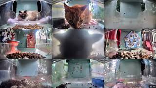 12 Hours of Hello Street Cats 😺💞 5/2/26 Pt 2