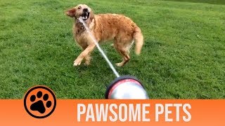 Worlds Derpiest Dogs Pawsome Pets