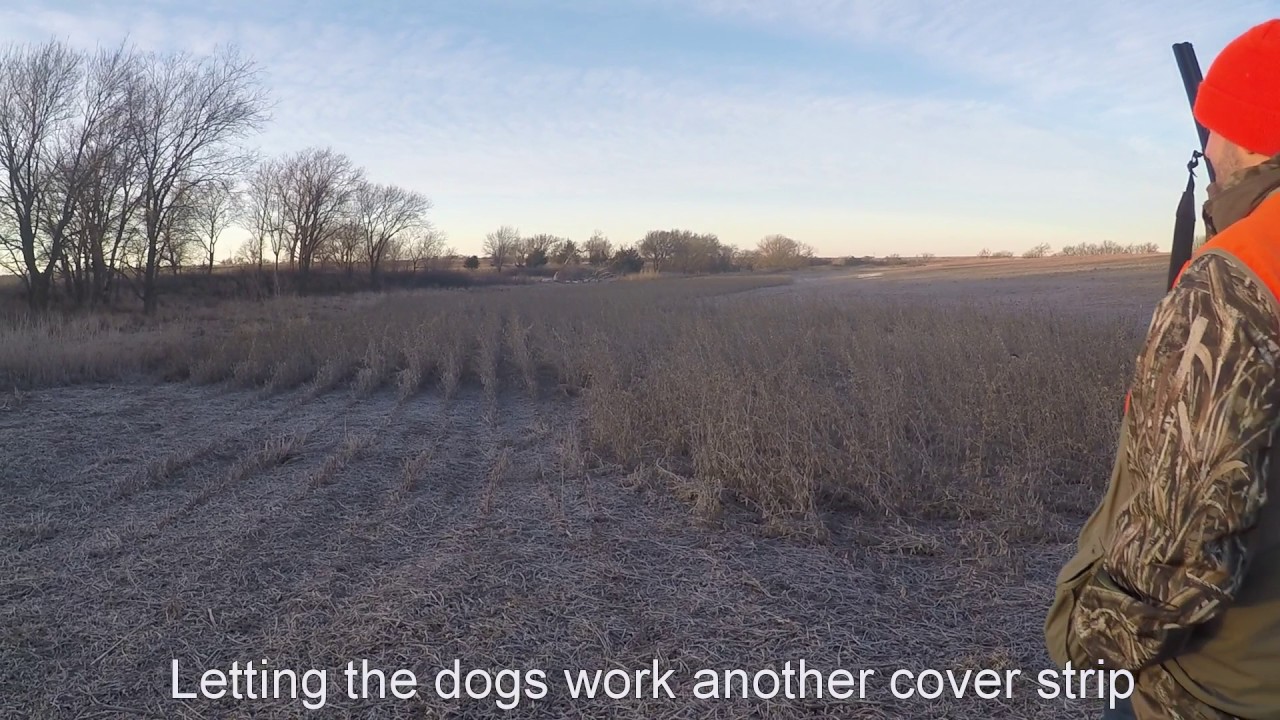 World Class Pheasant Hunt at Pheasant Run Ranch