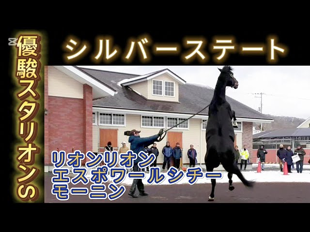 リオンリオン エスポワールシチー モーニン シルバーステート 優駿