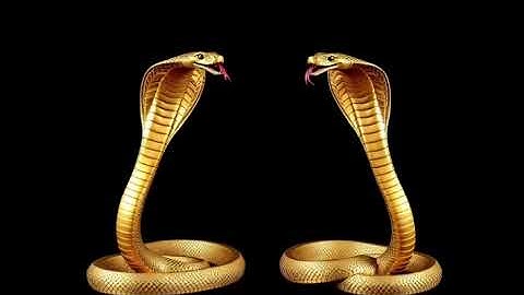  Václav Duspiva - Cobra (Official Video)