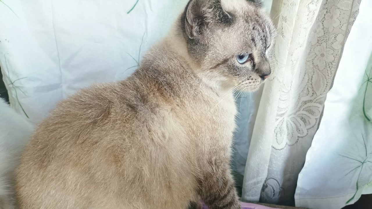 SIAMESE CAT WITH BLUE EYES & DARKER POINTS ON EARS FACE PAWS & TAIL EATING HER MEAL