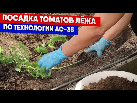 Видео: Посадка томатов лёжа по технологии АС 35