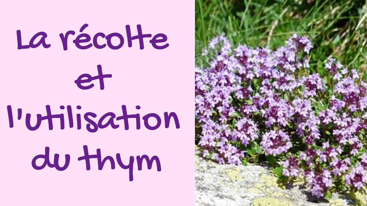 Thym : planter, cultiver, récolter