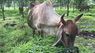 Grass For Cows. |Cow Eating Grass| ASMR