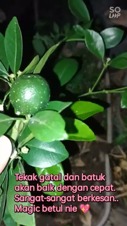 Ubat Batuk Dan Gatal Tekak Paling Mujarab