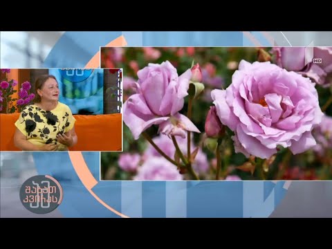 #ამშაბათკვირას ვარდის მოვლის პრაქტიკული რჩევები ფლორისტ ირმა გელაშვილისგან