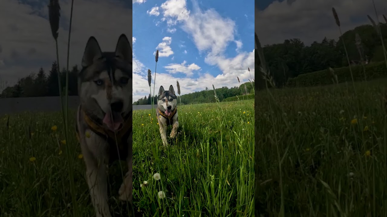 RAGNAR THE SIBERIAN HUSKY RUNNING ON A FIELD AROUND BRONACZOWA FOREST GOPRO YOUTUBE 