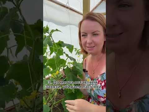 Видео: Съвети за отглеждане на билкови растения естрагон в градината