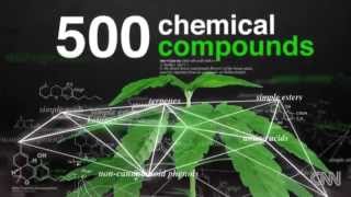 This Is Your Body On Weed (Medical Research DWLLC CNN)