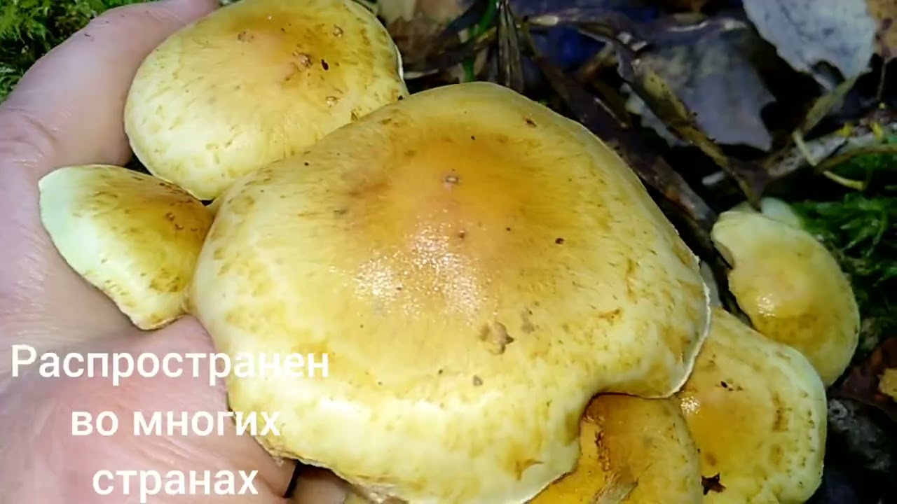 PHOLIOTA ELEGANS.Чешуйчатка изящная. PHOLIOTA LENTA.Чешуйчатка клейкая.