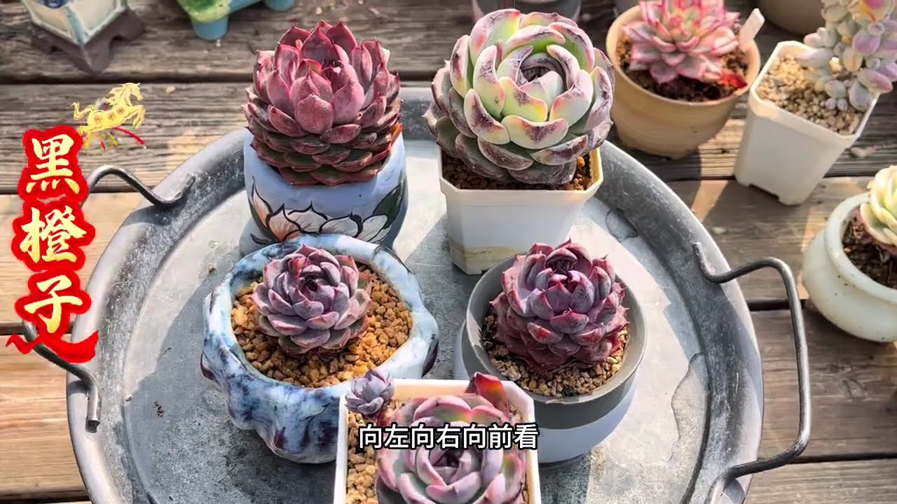 春光无限好，多肉颜值高，愿做花间奴，日日乐陶陶#多肉植物养护