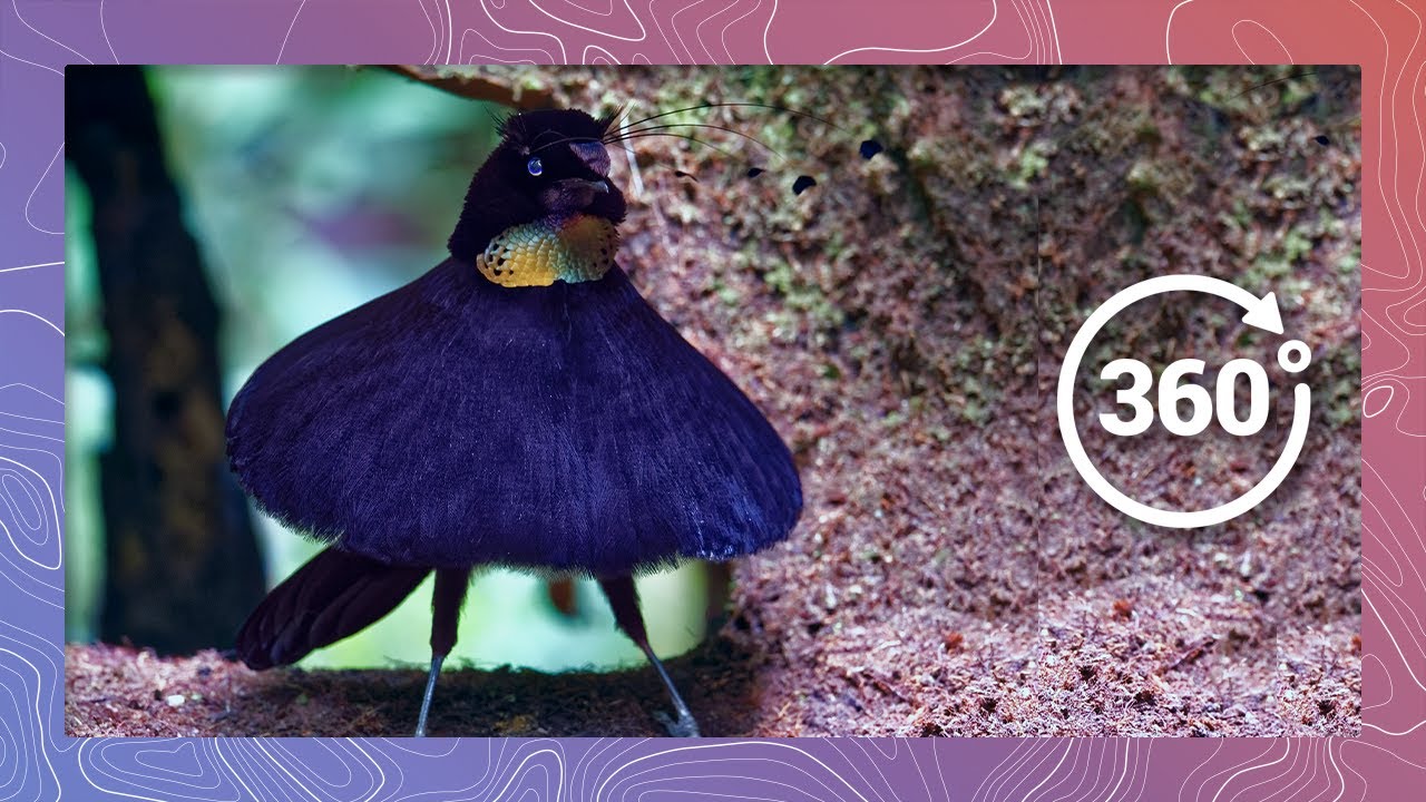 Bird of Paradise Mating Dance Wildlife in 360 VR YouTube