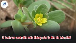 Ít ai ngờ 2 loại rau này sạch đến mức không cần lo tồn dư hóa chất