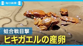 ヒキガエルの産卵「蛙合戦」目撃　辻隆司さん撮影