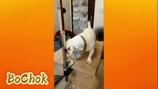 Pistol, Bochok, Djiego The Jrt Introduction