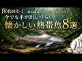 【40代50代へ】あの頃は安かった！高かった！今でも手が出しづらい懐かしい熱帯魚8選【淡水魚 アクアリウム】