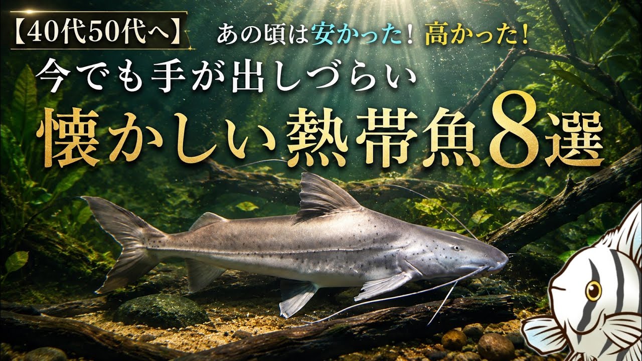 【40代50代へ】あの頃は安かった！高かった！今でも手が出しづらい懐かしい熱帯魚8選【淡水魚 アクアリウム】