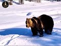 benal tiger and bear fight for food part 1