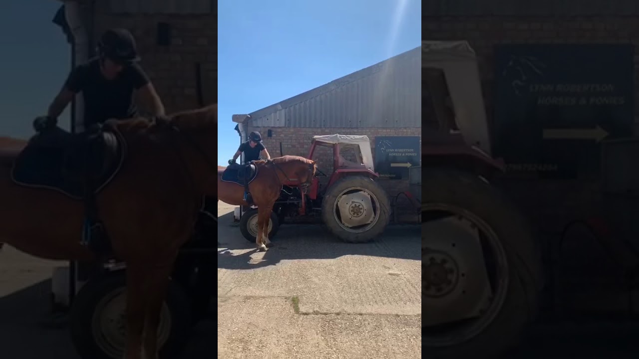 Stunning 2011 chestnut Irish gelding by Lynn Robertson