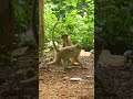 Monkey Video Prank Monkey Funny Monkey Monkeyvideo Animals Funnyanimal Monkeyshow Animals 