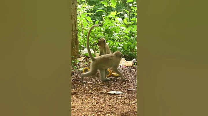 Monkey video  Prank monkey #funny #monkey #monkeyvideo #animals #funnyanimal #monkeyshow #animals