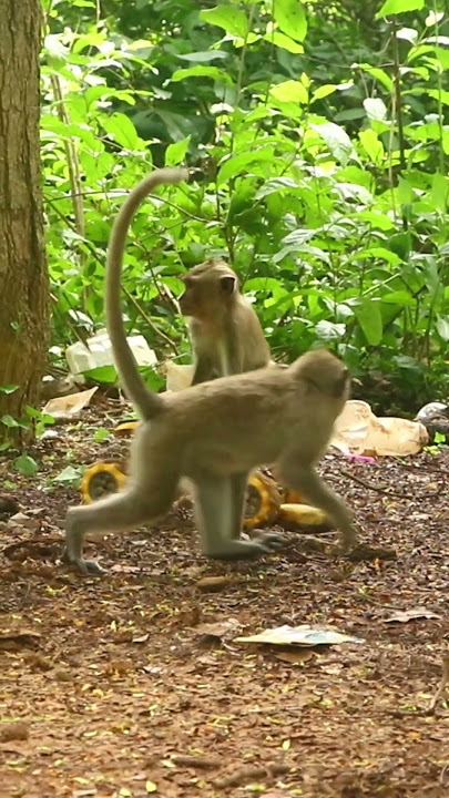 Monkey video  Prank monkey #funny #monkey #monkeyvideo #animals #funnyanimal #monkeyshow #animals
