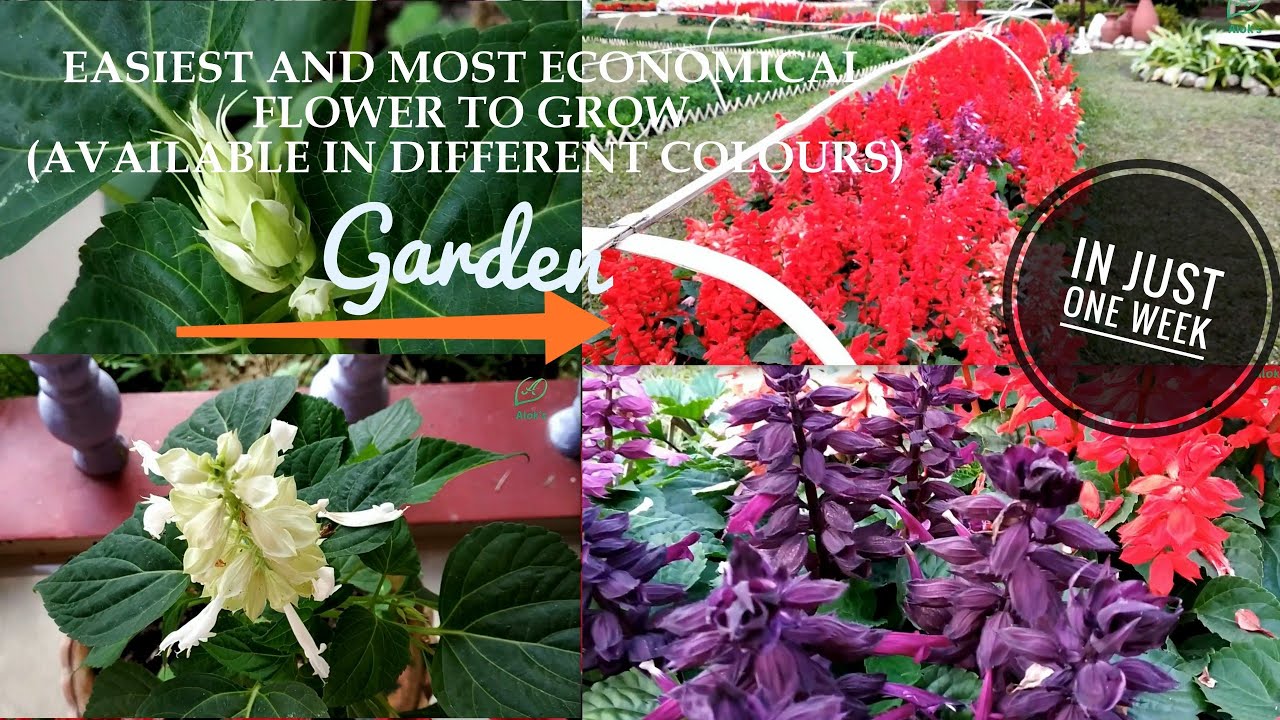 One of the Fastest Growing and Most Economical Flower [SALVIA
