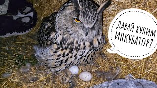 The Eagle Owl Yoll left us with eggs, I hardly persuaded her to return