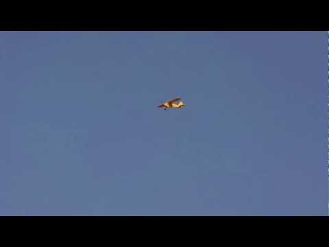 Piper J3 CUB - Assis - SP
