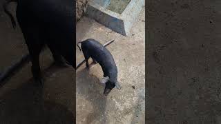 #pig #pigfeed #animals #farmanimalct #farming #goat #farmlife #farm #meat #shortvideo