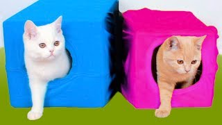 видео Игрушки для кошек
