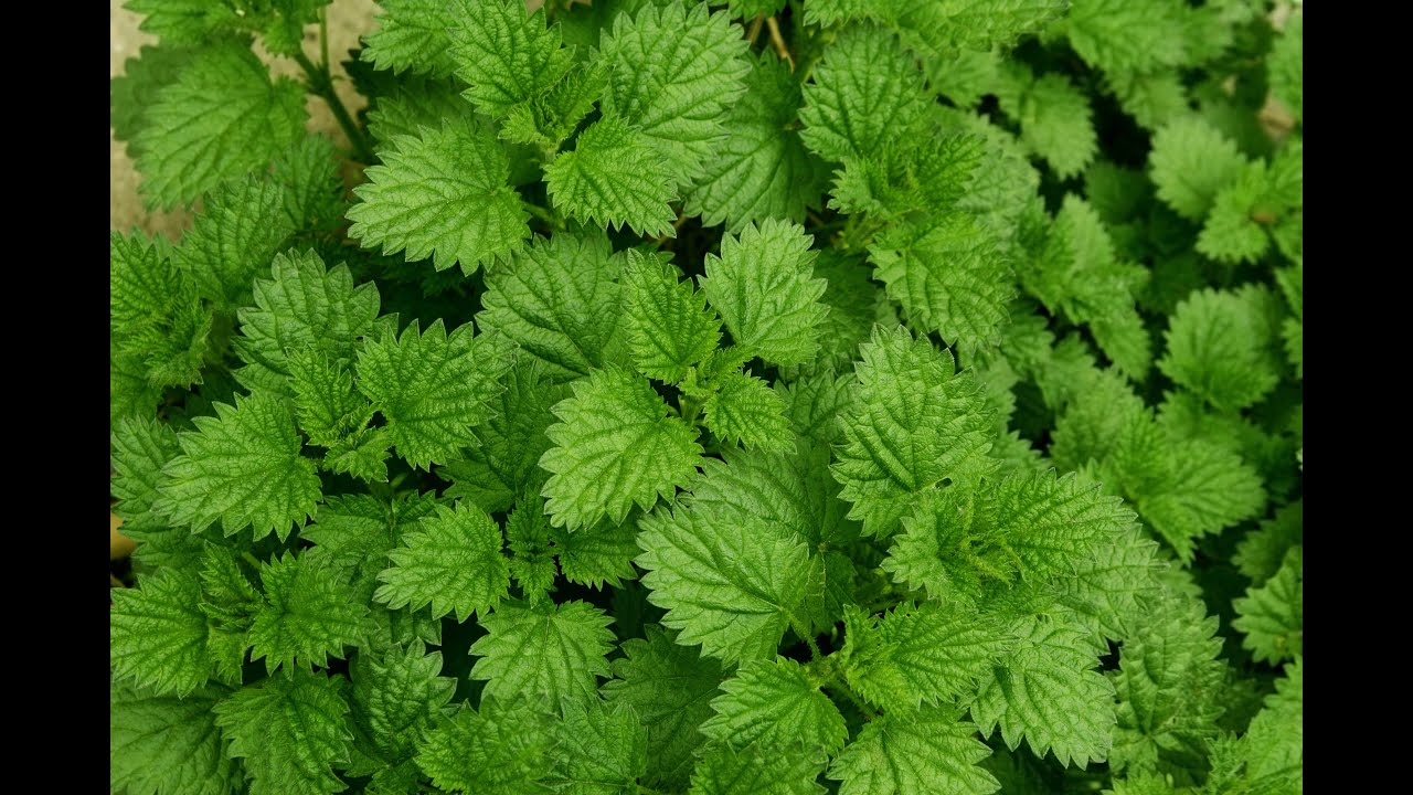 Крапива для гемоглобина