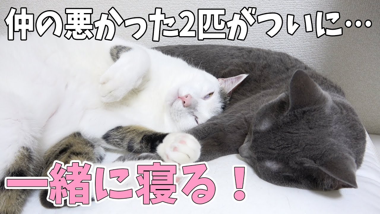 仲の悪かった猫2匹がようやく一緒に寝るようになりました! YouTube 仲の悪かった猫2匹がようやく一緒に寝るようになりました! YouTube