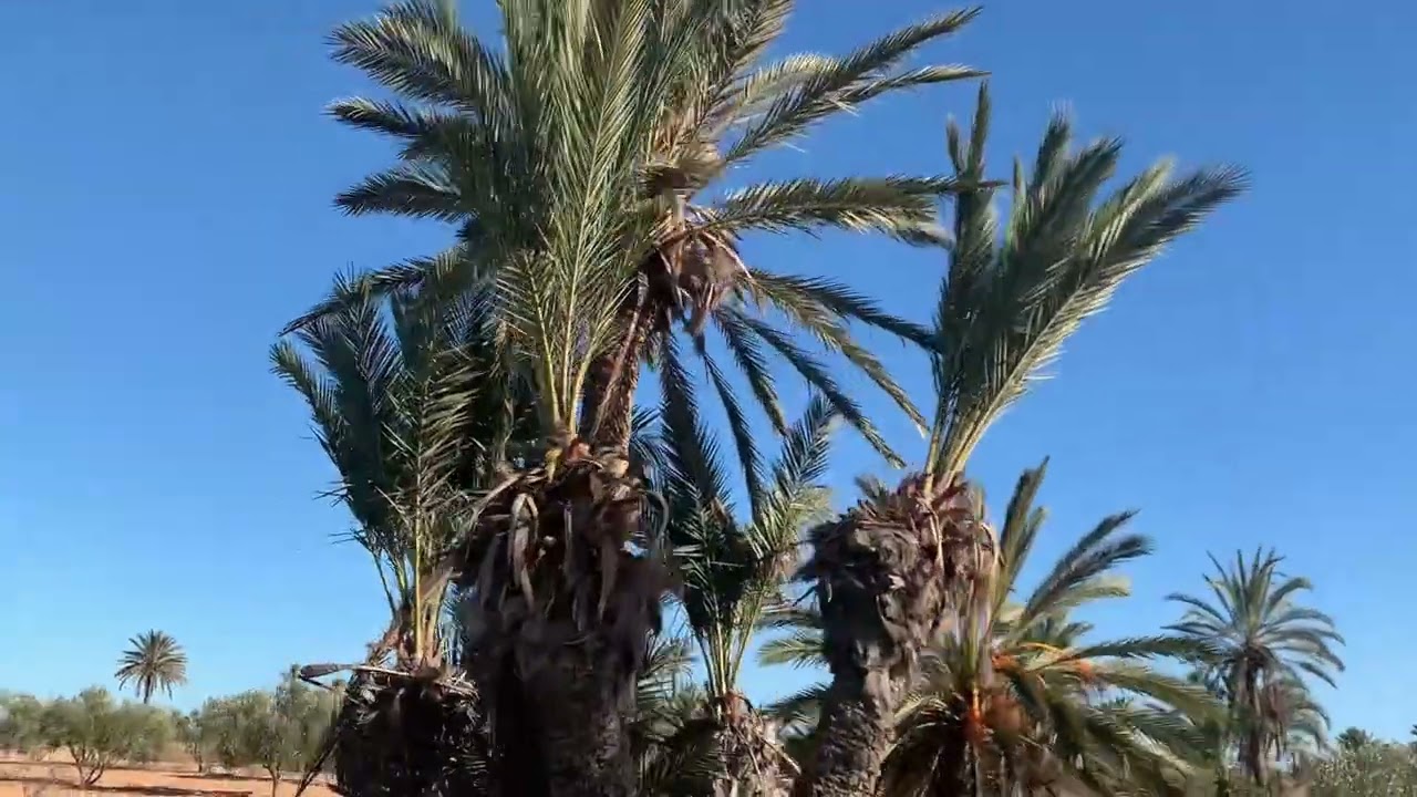 My trip , some days from here 