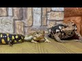 Full swing of salamanderthe toad was also surprisedtiger salamander green toad azuma toad