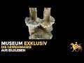 Die geweihmaske aus eilsleben  museum exklusiv