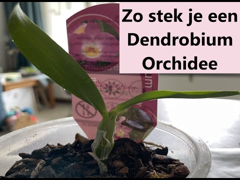 Video: Dendrobium-orchideeplanten - Hoe Dendrobium-orchideeën te kweken