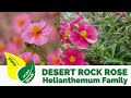 Desert rock rose  helianthemum family  evergreen shrub