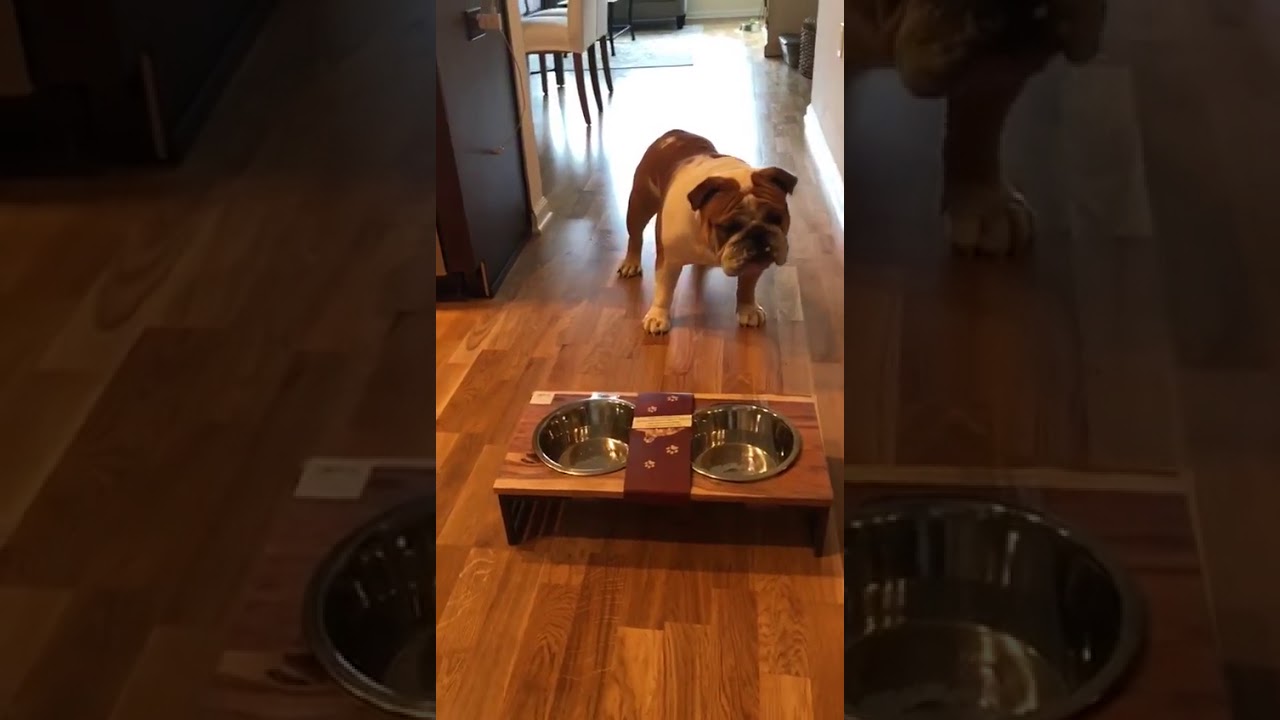 Moose the Bulldog: Angry at Food Bowl camera iphone 8 plus apk