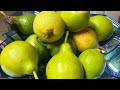 Asi se dan las guayabas y frutas en California 