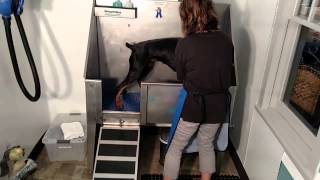 How to use the 'You-Wash' tubs at Blue Ribbon Dog Grooming, Anderson, IN by seanseanseanseansean 3,754 views 8 years ago 2 minutes, 28 seconds