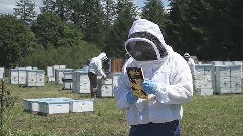 How to Use Apistan or Checkmite+ to Control Varroa Mites