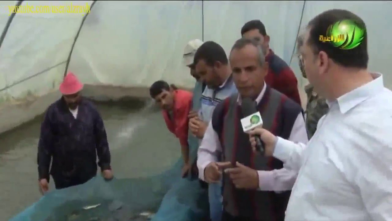 انتاج زريعة الاسماك البلطى وحيد الجنس خطوة بخطوة داخل مفرخ العباسة