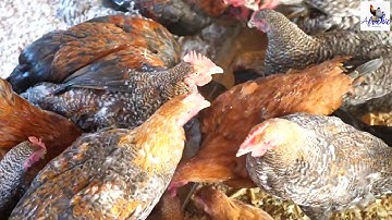 CHEAP CHICKEN FEED FORMULATION